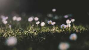 Pexels anne sophie parent 1111377 2104881