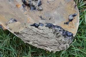 Dont flush education