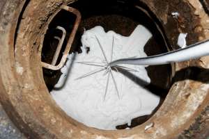 Dukes root control case study