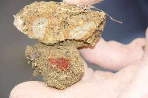 Failing Drainfield Fix Web