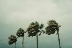 Hurricane palm trees
