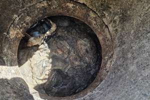 Todd stair septic wipes